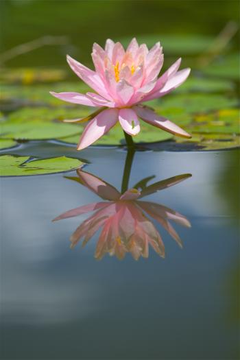 Flower reflection | Pops & Mojo Photos