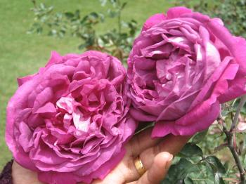 Flower - Roses