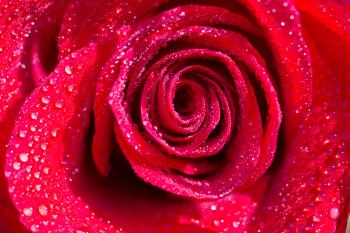 Why Does Nature Create Spirals? | Spiral, Rose and Fractals