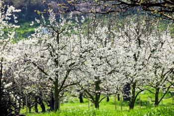 Free picture: orchard, flower, tree, flora, nature, landscape, branch