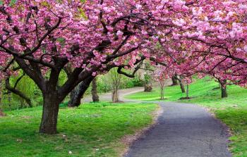 Flowering Japanese Cherry Blossom Tree