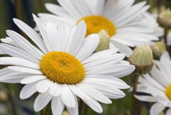 Flowers: Nature Flowers Yellow White Flower Daisy Center Petals ...