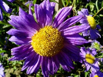 Free picture: purple flower, yellow, center
