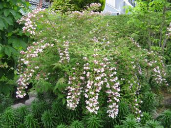 Linnaea amabilis - Wikiwand