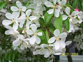 Flowering crab apple tree