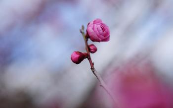 Twig Flowers Pink Photo #6982710