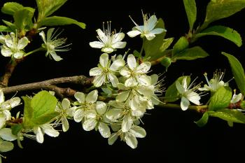 Flowering Twig