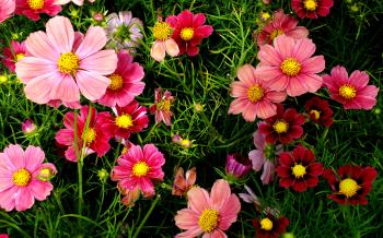 Wallpaper Cosmos, Pink, Garden, HD, Flowers, #1922