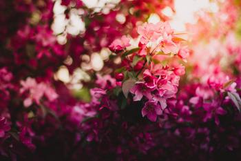 Flowers Free Photos, Stock Images - FreePhotos.cc