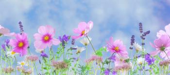 A Guide to Using Flowers in Your Health and Beauty Routines