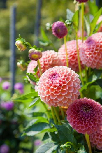 15 Best Annual Flowers - Annual Flowers List