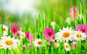 Pictures Of Spring Flowers - BDFjade