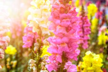 Annual Flowers: How to Make Them Thrive | Reader's Digest