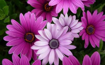 Purple Flowers 14071 1920x1200 px ~ HDWallSource.com