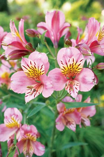 15 Favorite Perennial Flowers - Sunset Magazine