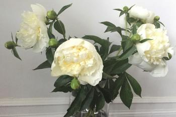 Why Do We Put Cut Flowers In Water? | A Moment of Science - Indiana ...