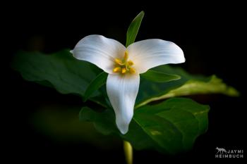 Why you should never pick these pretty forest flowers | MNN - Mother ...
