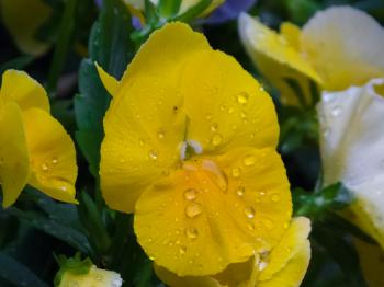 Flowers after the rain