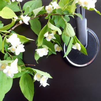 flowers & headphones