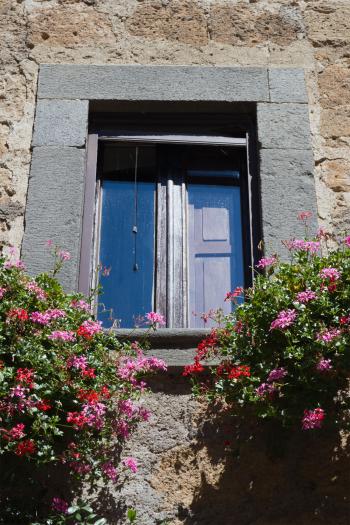 Flowers and Window