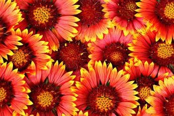 Flowers Background Free Photo - ISO Republic