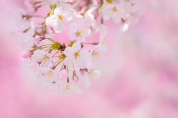 Spring Pink Flowers Background | Gallery Yopriceville - High ...