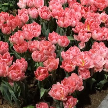 dress in sparkles: flowers galore