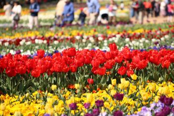 Photo Essay: Floriade Night and Day | Photo essay and Flowers