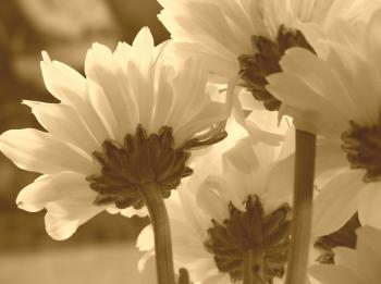 flowers in sepia