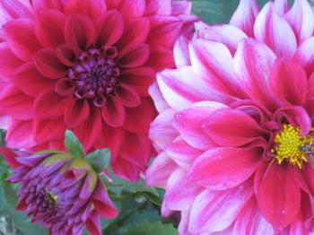 Flower Of Paris | Flowers