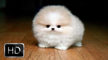 Fluffy Puppies Are Very Happy - YouTube