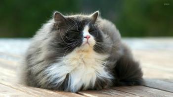 Fluffy cat wallpaper - Animal wallpapers - #27208