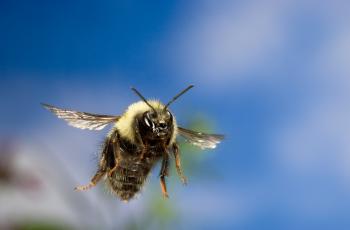 Bumblebees Can Fly Higher Than Mount Everest, Scientists Find ...