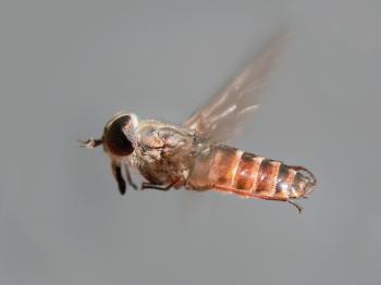 Fly - Wikipedia
