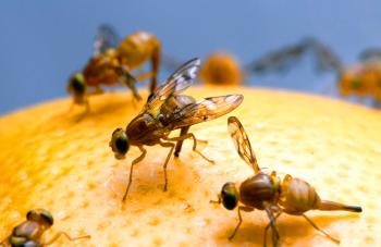 Food Coma” Phenomenon Studied In Fruit Flies | The Scientist Magazine®