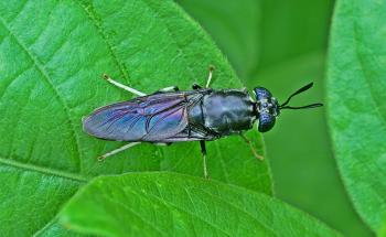 Black soldier fly larvae as fish feed in the EU | ScienceUnderstandable
