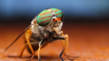 Fly macro / 1920 x 1080 / Macro / Photography | MIRIADNA.COM