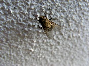 Fly on a wall