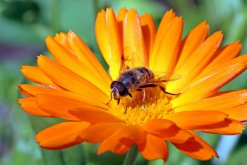 Fly on  marigold