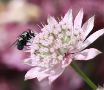 Fly on Pink Flower