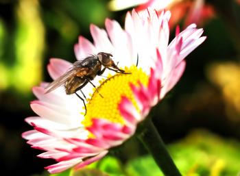 Fly on Pink Flower