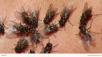 Lots Of Flies Flying And Crawling On Skin - Macro Stock video ...