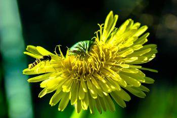 Fly on the Dandelion