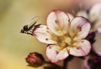 Fly on the Flower