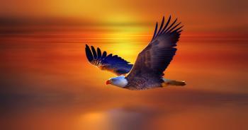 Flying Eagle HD Wallpaper | HD Latest Wallpapers