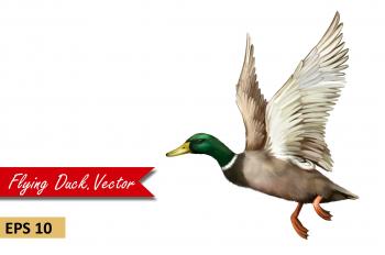 Male Mallard Duck Flying. Vector ~ Objects ~ Creative Market