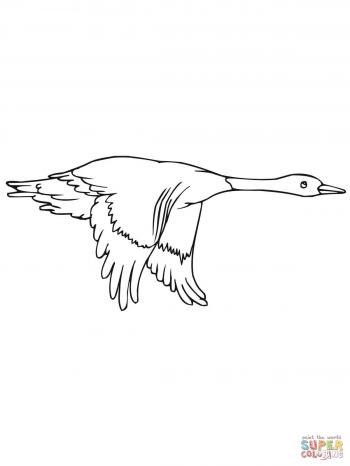Flying Duck coloring page | Free Printable Coloring Pages