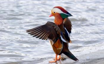 Birds: Ducks Bird Duck Mandarin Image Of Birds Flying for HD 16:9 ...
