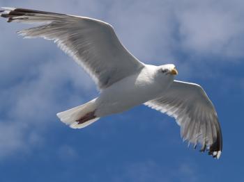File:Seagull flying (4).jpg - Wikimedia Commons