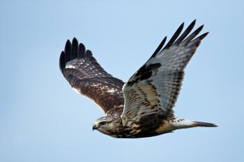 The meaning and symbolism of the word - «Hawk»